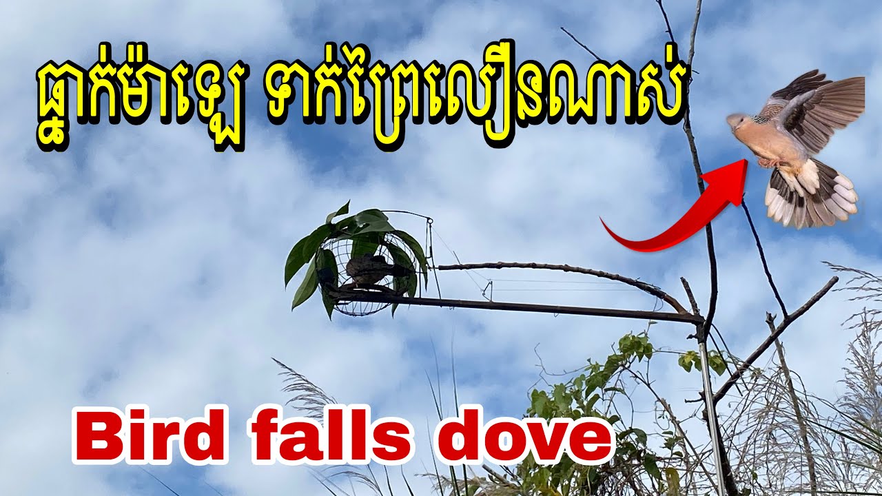 ធ្នាក់ម៉ាឡេទាក់ព្រៃ លឿនណាស់ Bird falls dove