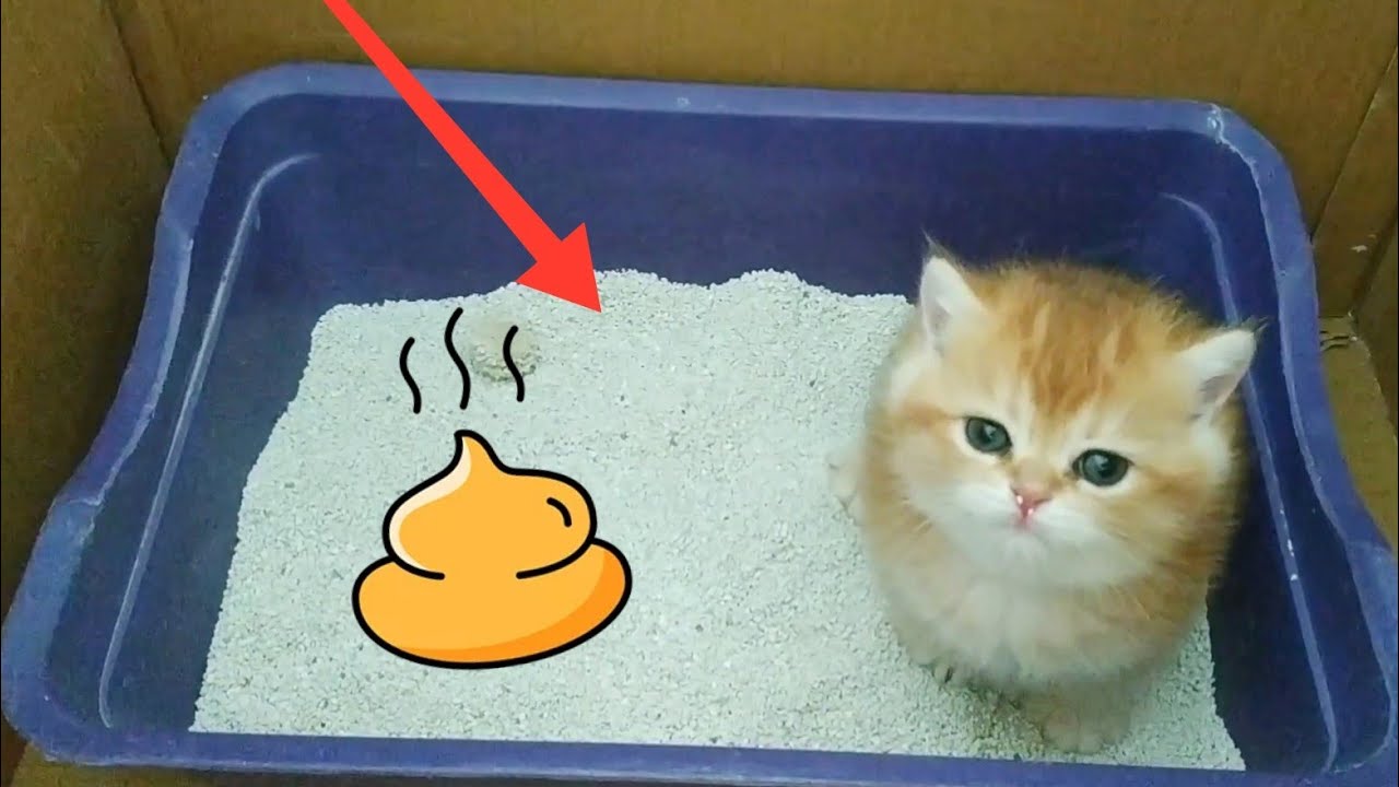 Toilet Training My #BritishShorthair kittens | How To Litter Train a Kitten | Potty