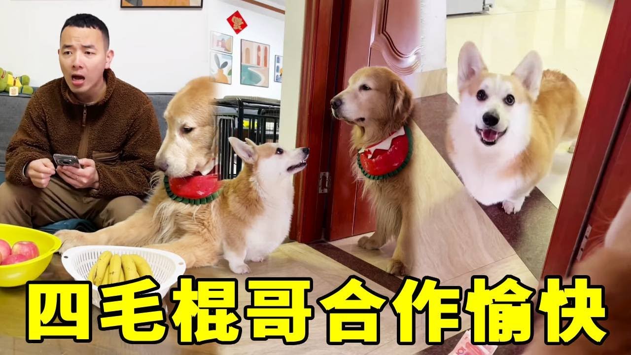 四毛棍哥今天故意製造矛盾，兩狗一起合力坑毛爸，得知真相的毛爸哭暈在廁所！【起错名的四毛】