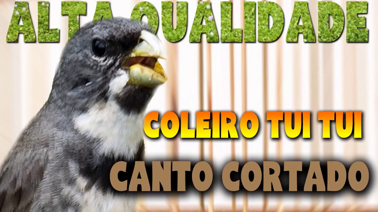 Encarte Tui Tui cortando canto !