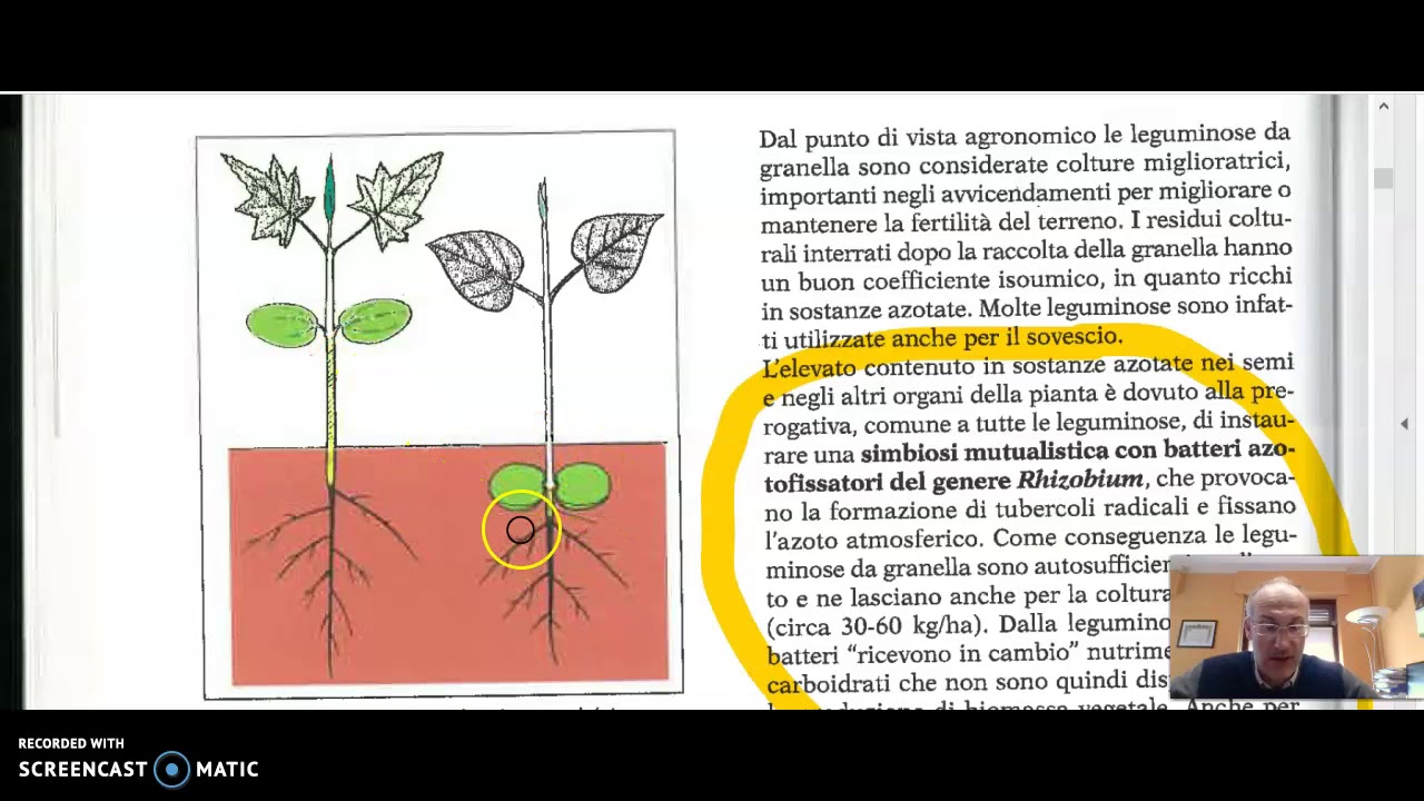 Leguminose da granella 1 parte