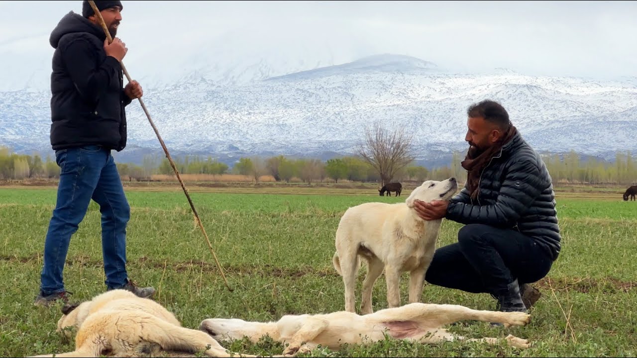 SALDIRI ANINDA ÇİTA TAKTİĞİ UYGULAYAN ÇOBAN KÖPEĞİ