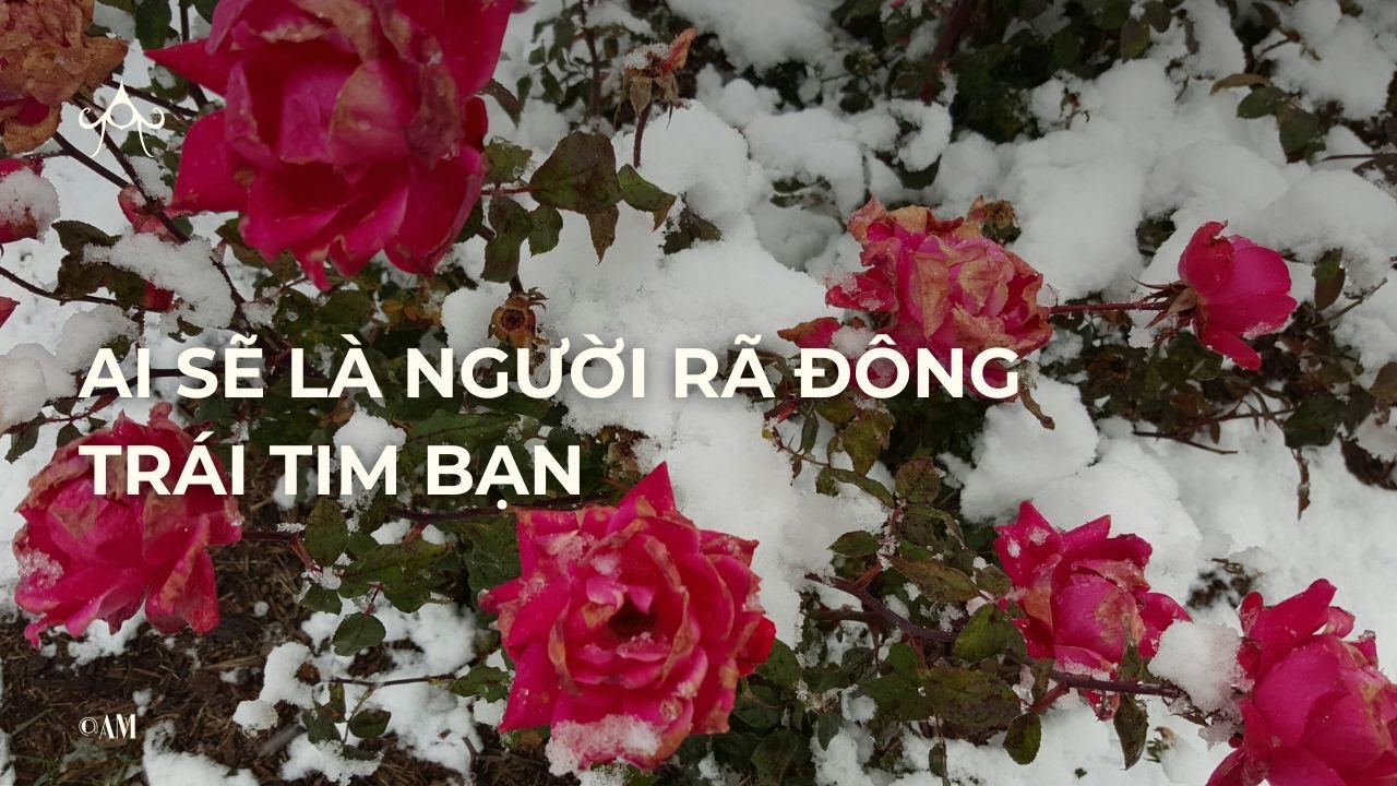 Chọn 1 tụ bài : Ai sẽ là người rã đông trái tim bạn ?