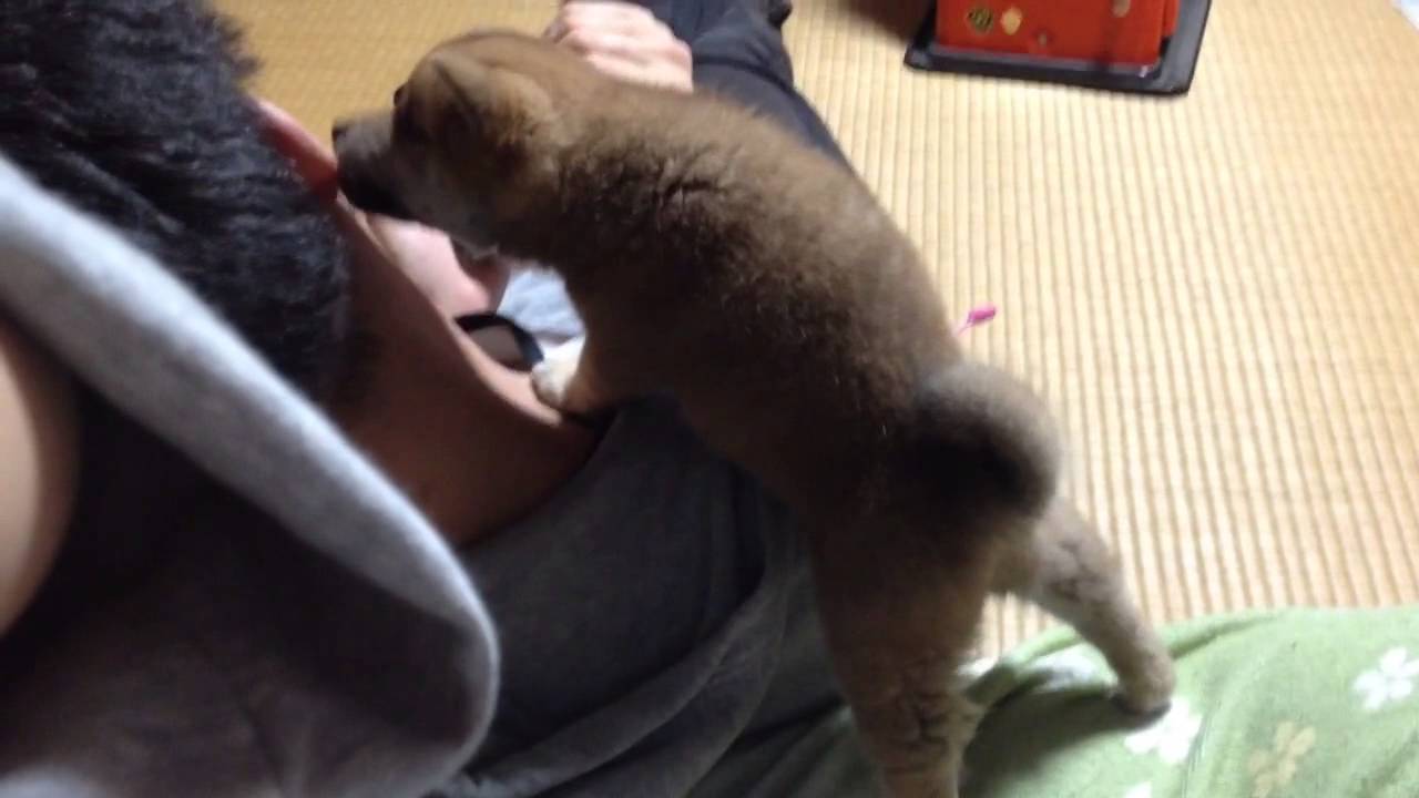 柴犬もも 赤ちゃんの頃からパパが好き（Puppy MOMO loves her daddy in the world. ）