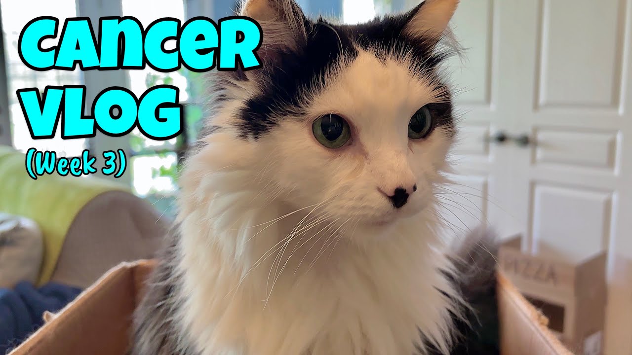 Cancer Vlog (week 3) - Living with Feline Lymphoma