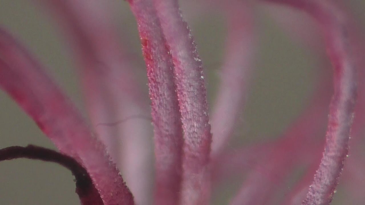 Haselnu&szlig;. Weibliche und M&auml;nnliche Bl&uuml;ten. Eifel / Dohr