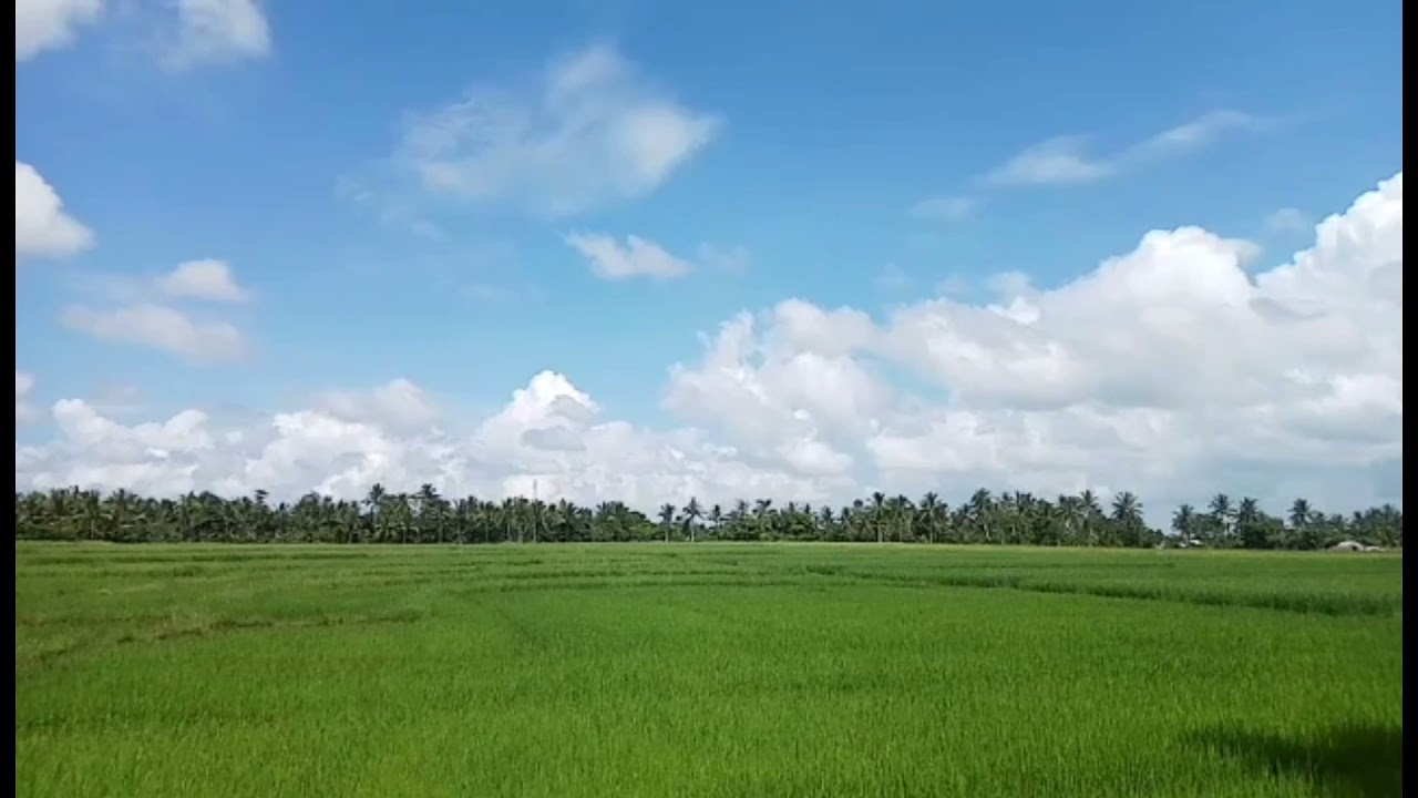 Relaxing! Green rice fields view!