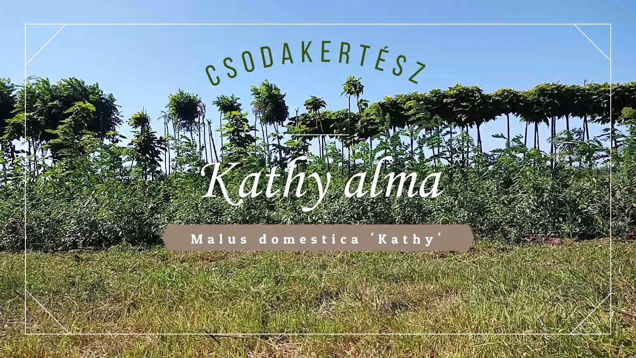 Csodakertész - Kathy alma