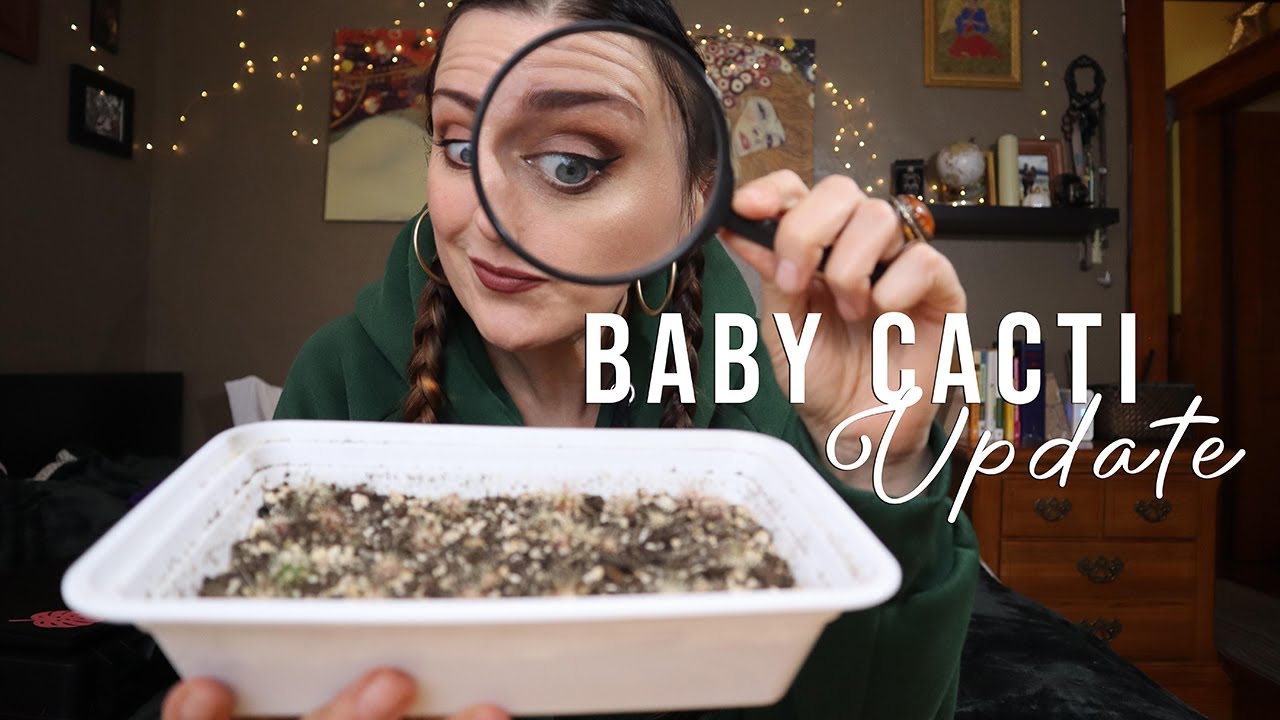 Cactus Seedling Update, On Planty Bravery, & FAQ |  