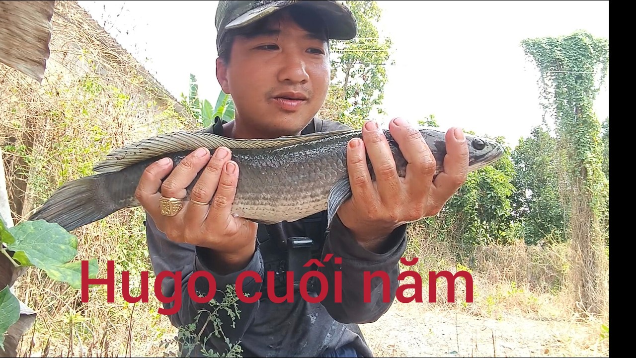 Kiếm ích cá về ăn tết mà trúng mánh được cá lóc gần cả ký, cá rô mề xem mà mê