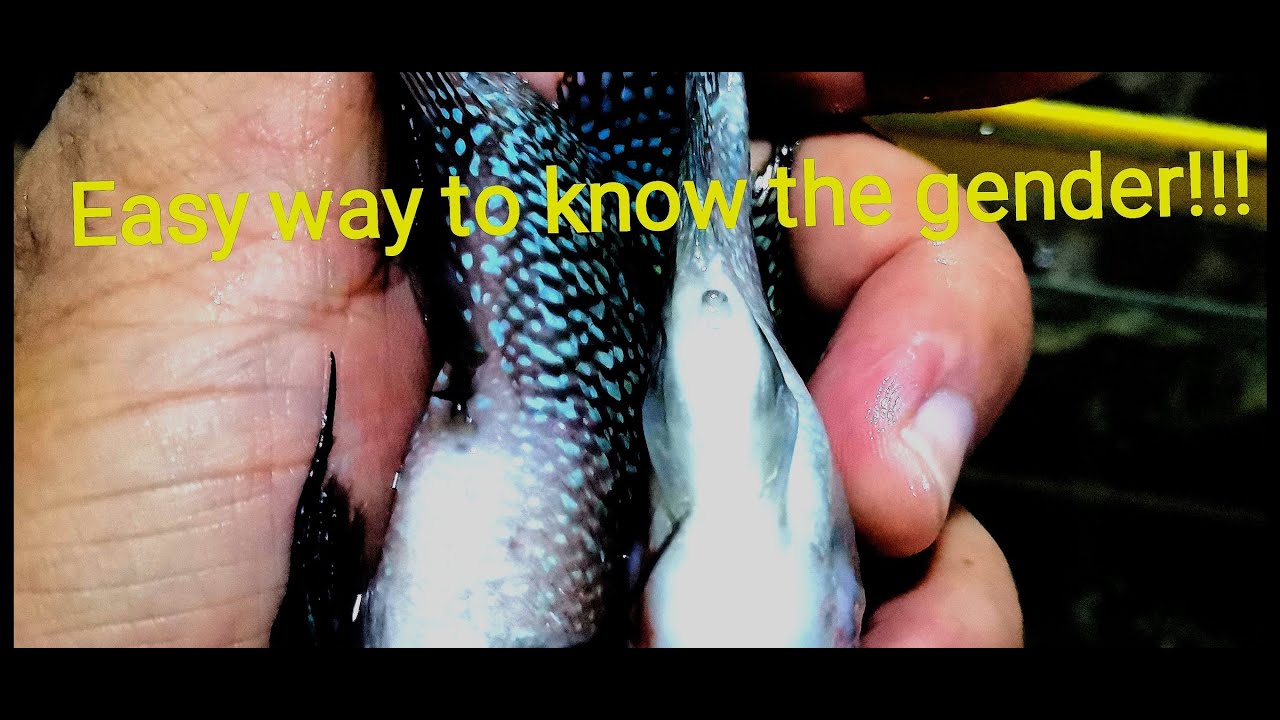Easy way to know Flowerhorn gender.