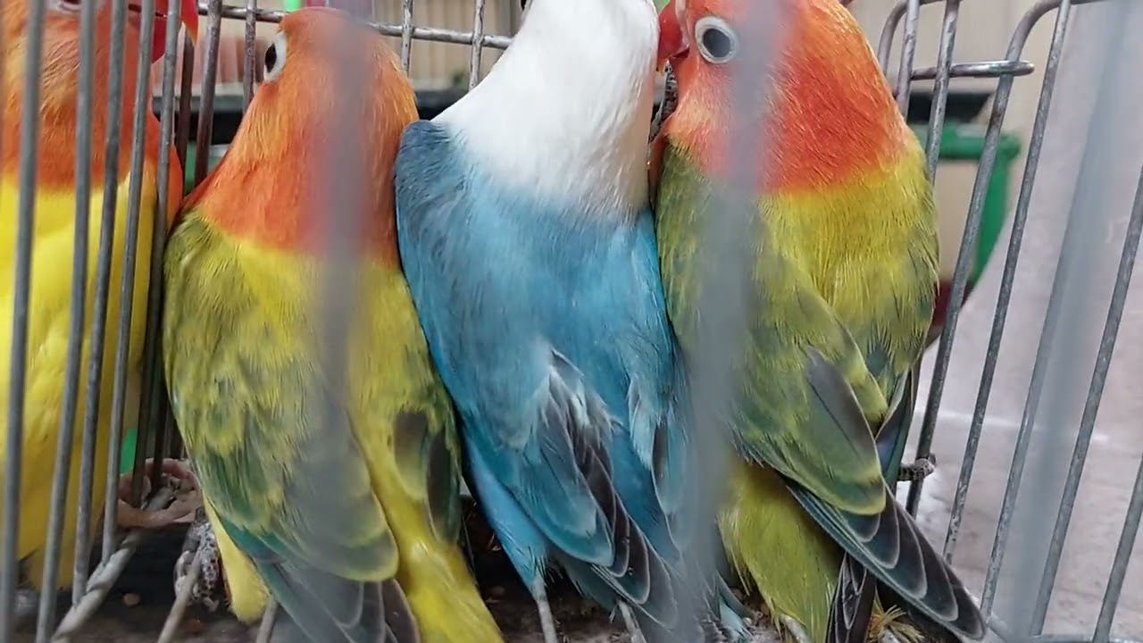 Young Offspring Lovebirds: Separated from Parents to give way for there next breeding