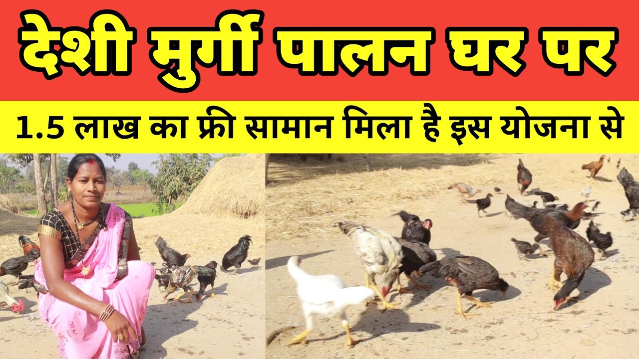 देशी मुर्गी पालन घर पर मोहला-मानपुर छत्तीसगढ़ ।। Deshi Murgi Palan Mohala-Manpur Chhattisgarh