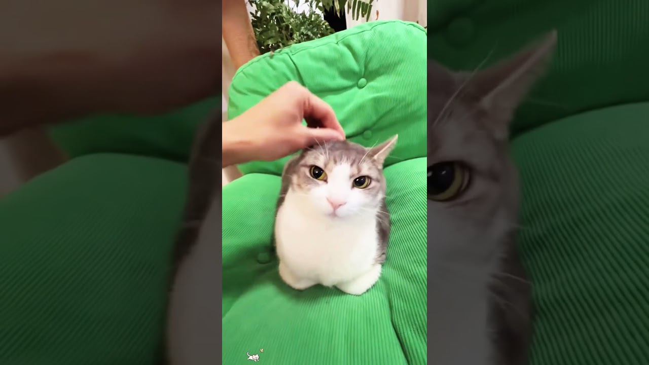#FunnyCats #FunnyDogs #FunnyAnimals #CatCompilation #DogCompilation