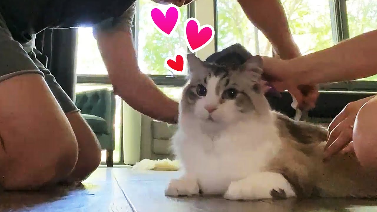 How Our Pets Are Doing During Quarantined! Quarantine Vlog