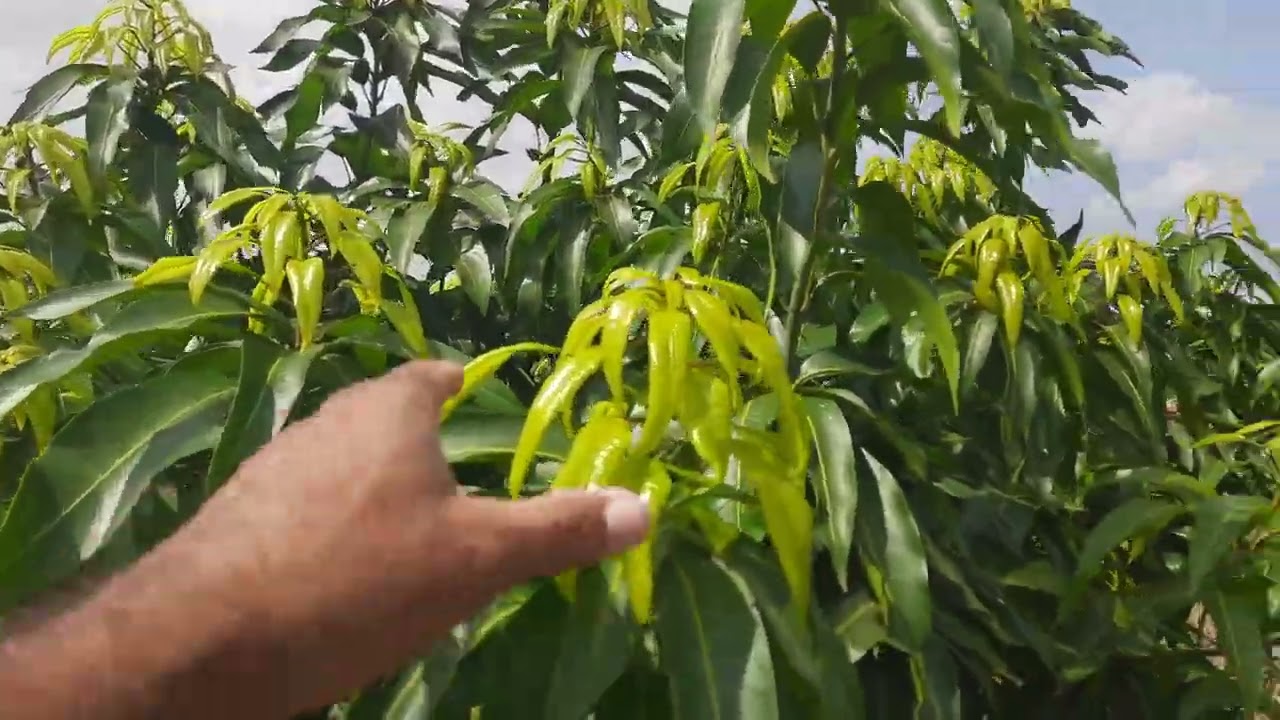 manga cv Palmer  - planta iniciou brotar na maturação.