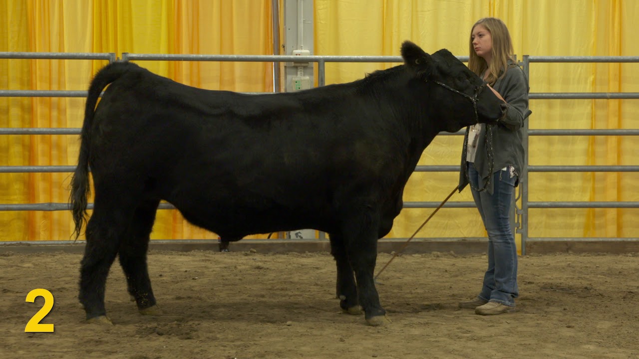 2018 National FFA General Livestock Eval CDE—Market Steers (Class 1)