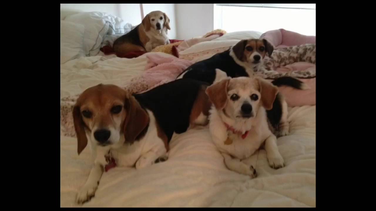 Annie Ann, my senior beagle girl ... gone, but not forgotten.