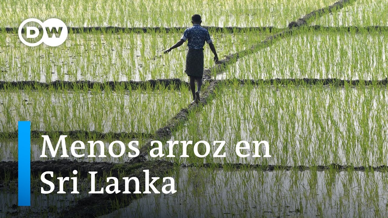 El movimiento orgánico de Sri Lanka fracasa