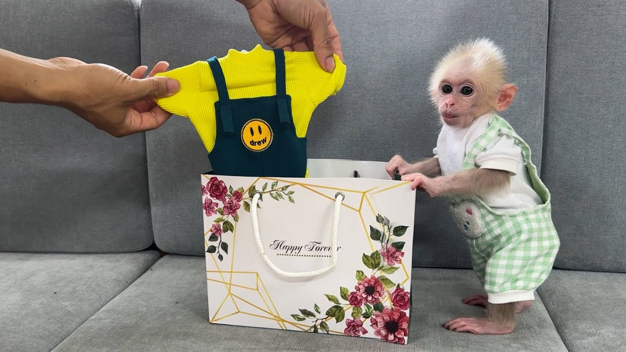 Baby monkey Xuka received a surprise gift while his father was away.