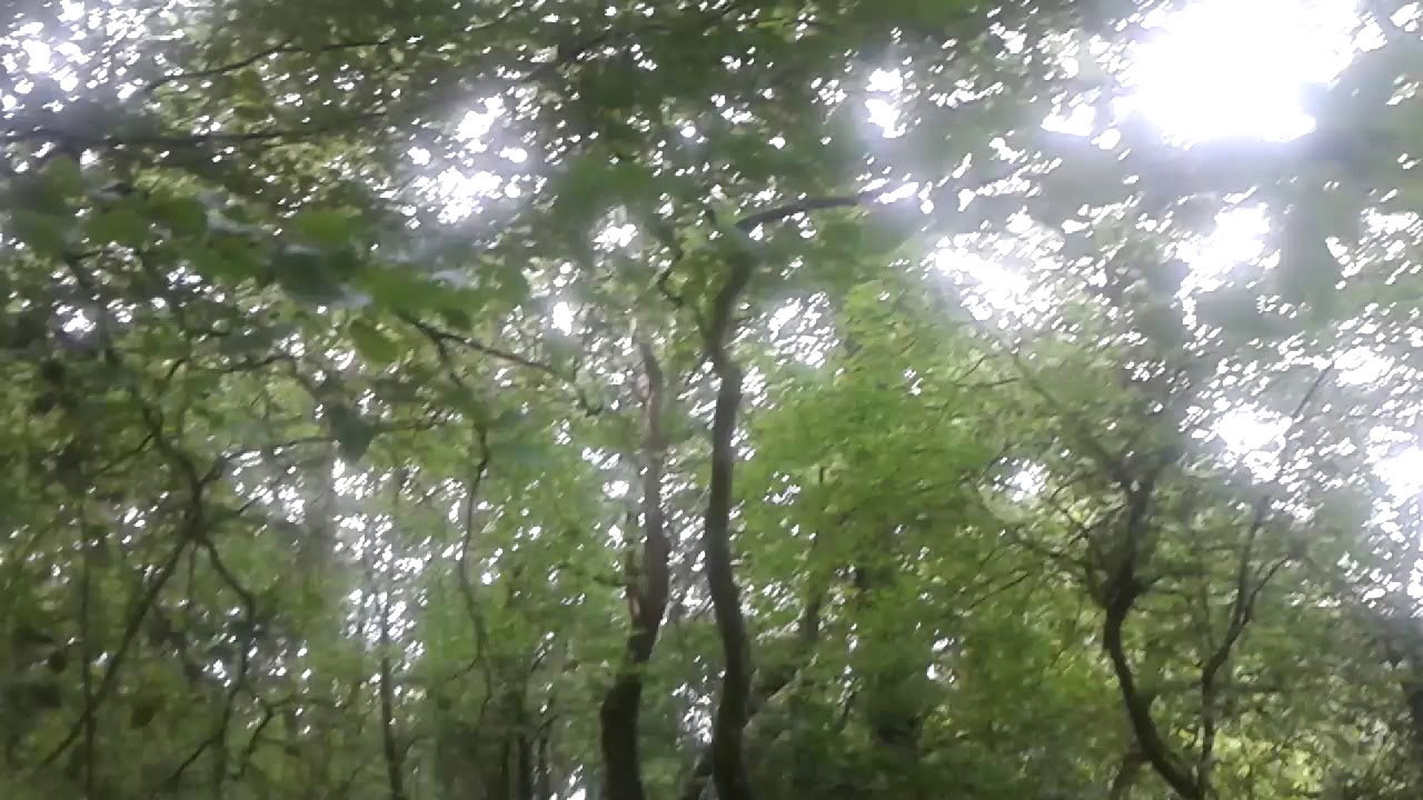 Essai/performance po&eacute;sie en for&ecirc;t 😊