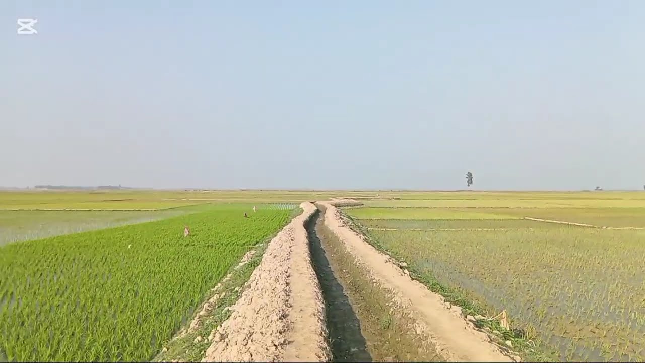 এক নজরে আমাদের উত্তর পাড়।  গরু চড়াচ্ছে কৃষকরা।এমাদের গ্রাম অঞ্চল। কান্দি নাসিরনগর ব্রাহ্মণবাড়িয়া।