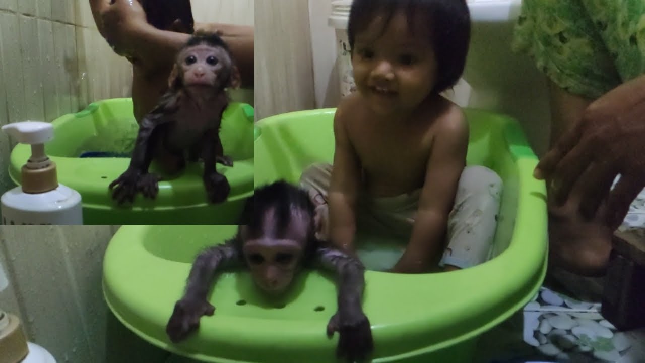 Adorable Monkey MoMo Rio take bath with sister Usaphea and use shower cream smile is sweet.