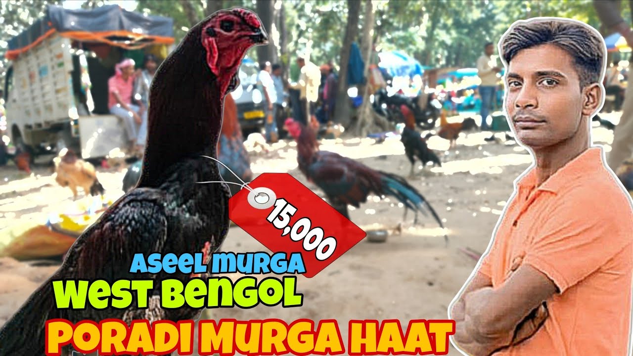 Poradi haat West Bengal jhilimili💥इस बाजार में देसी खस्सी बकरी💥भेड़ मुर्गा बत्तख/शनिवार को मिलता है 