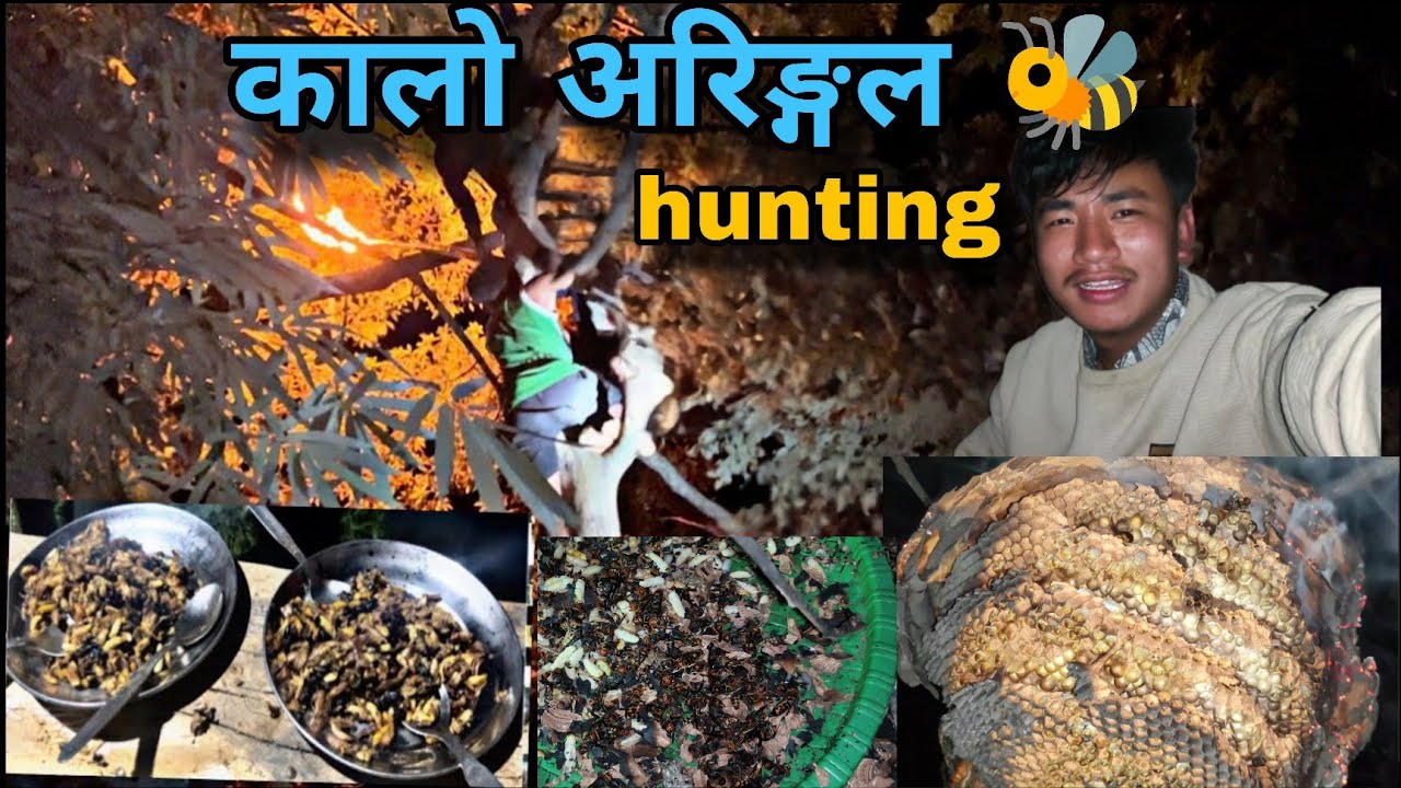 Arenggal hunting अरीङ्गल hunting #thamsvlogs #vlogd#hunting