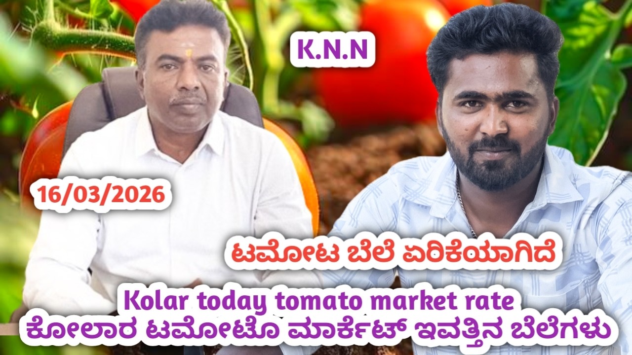 ||#Kolar #today #tomato rate  16/03/2026 || #ಕೋಲಾರ ಟಮೋಟ ಮಾರ್ಕೆಟ್ ಇವತ್ತಿನ ರೇಟ್ ಎಷ್ಟುಗೊತ್ತಾ.? 💛❤️
