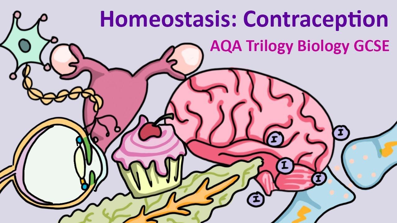 GCSE Science Biology AQA : Contraception