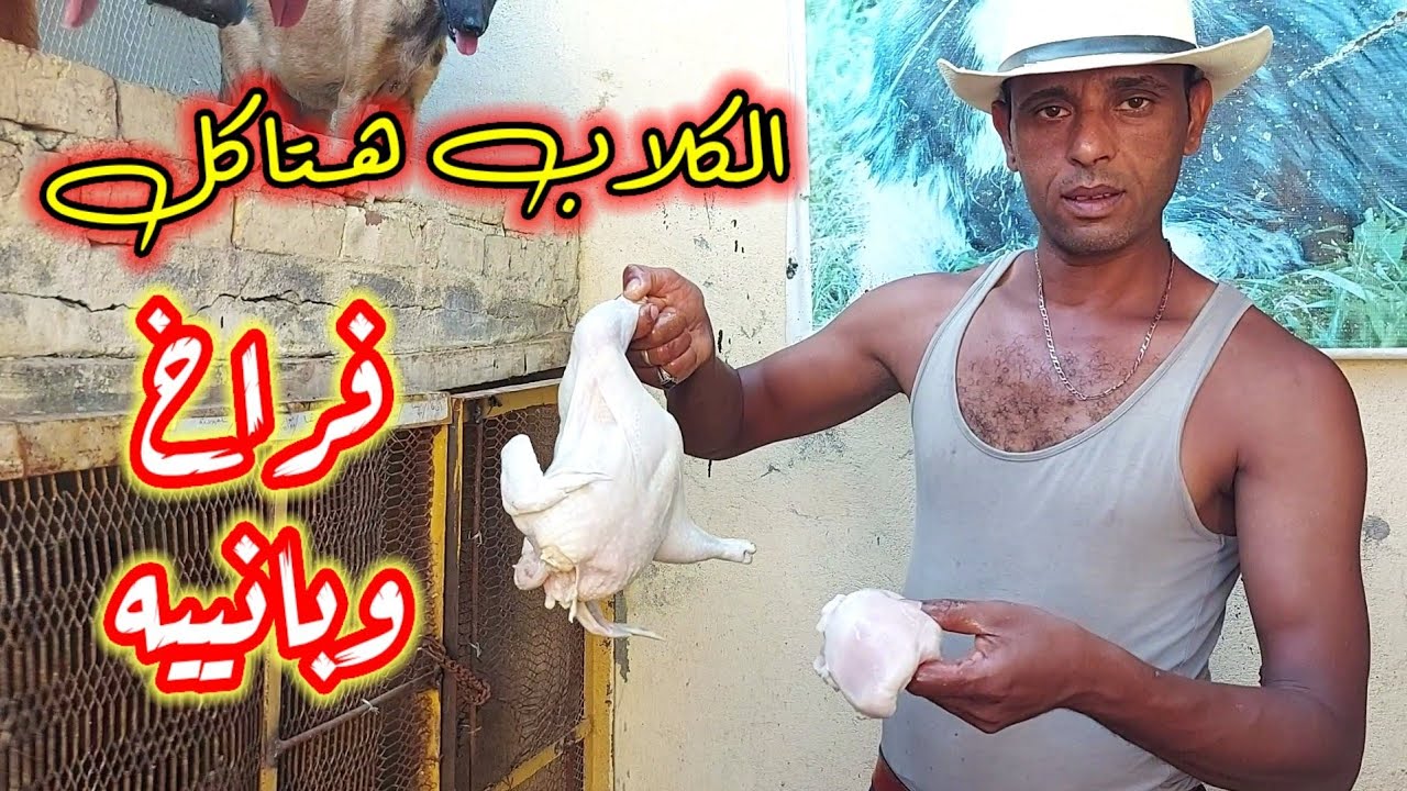 خساره ٣٠٠ كيلو فراخ وبانيه . والمكسب طلع للكلاب واكلوهم