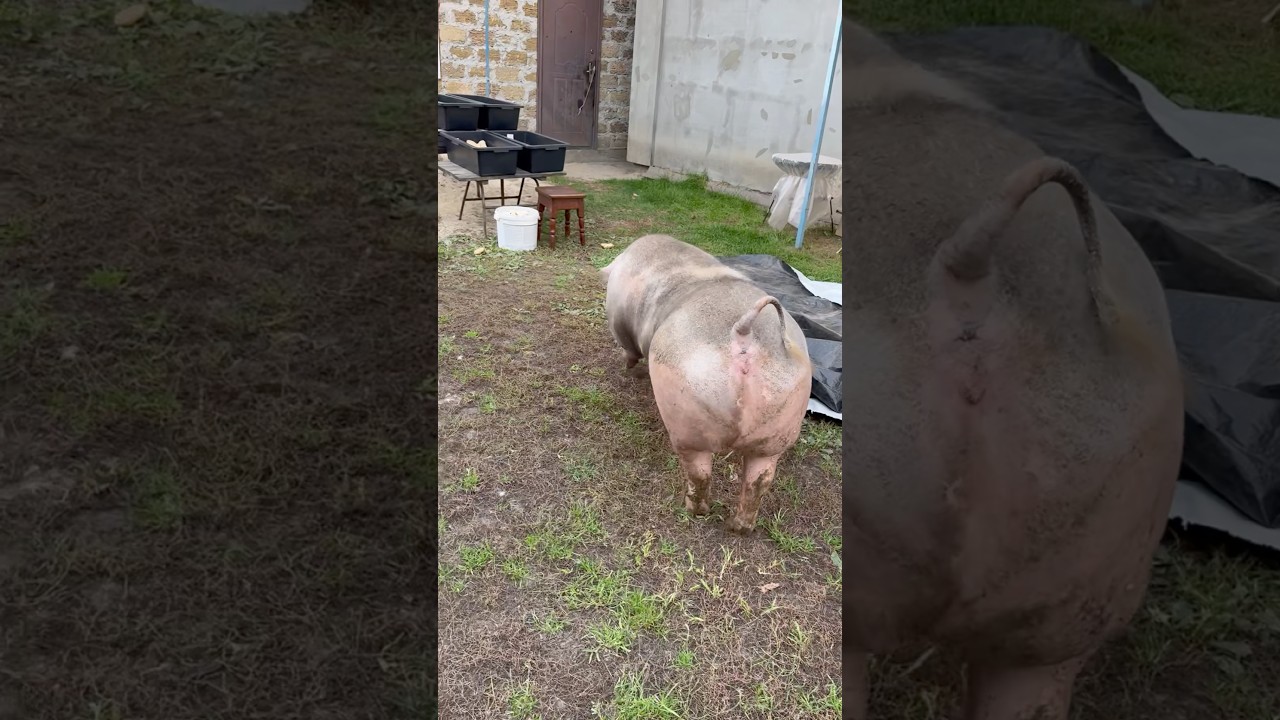 Бігти свинка вже не може #villagelife #diy #pig #farm #cow #animals #farming #village #animal