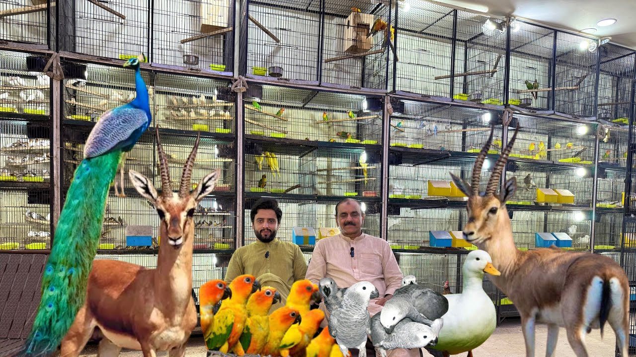 Multan Birds Market Rasheedabad 12 May 2025 | pakistan bird market |