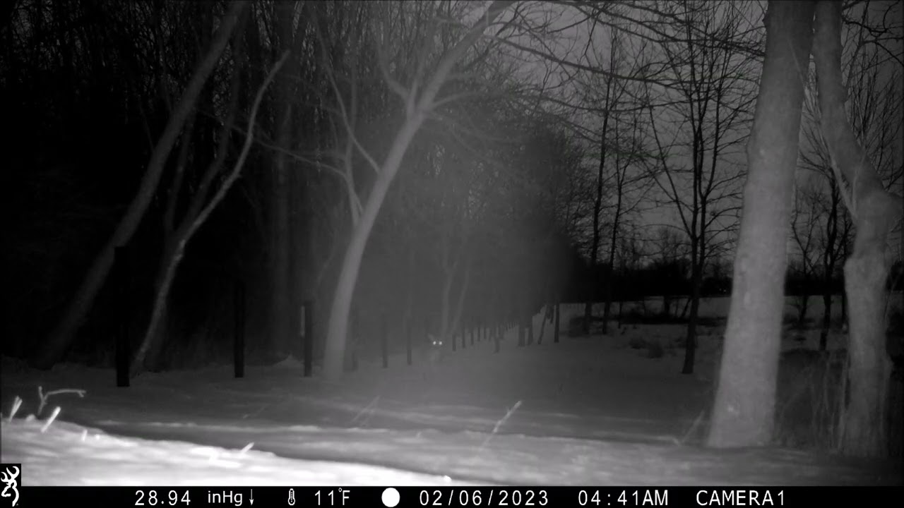 Feb2026 bucks & coyotes