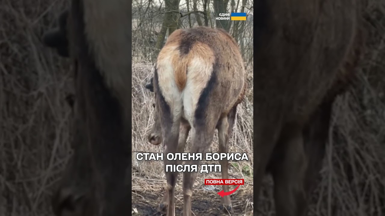 ВОДІЙКА ЗБИЛА відомого ОЛЕНЯ БОРИСА і ВТЕКЛА! ЯК почувається ТВАРИНА?