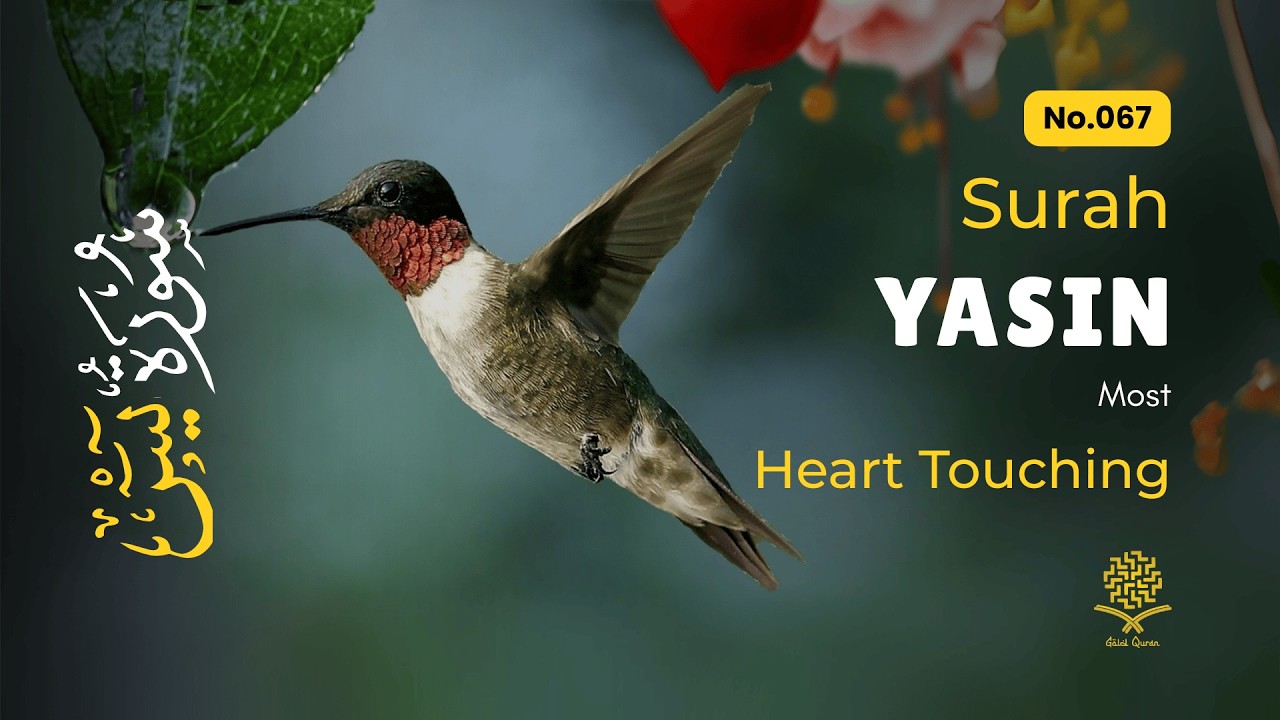Healing Surah Yasin for Insomnia Relief, Stress, Emotional Healing ✦ Surah Yaseen سورة يس