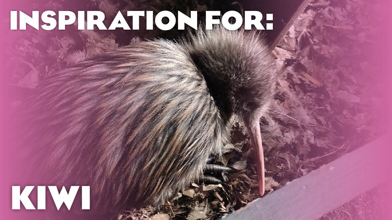 5(ish) Real North Island Brown Kiwi Habitats! (Planet Zoo: Oceania Pack Inspiration)