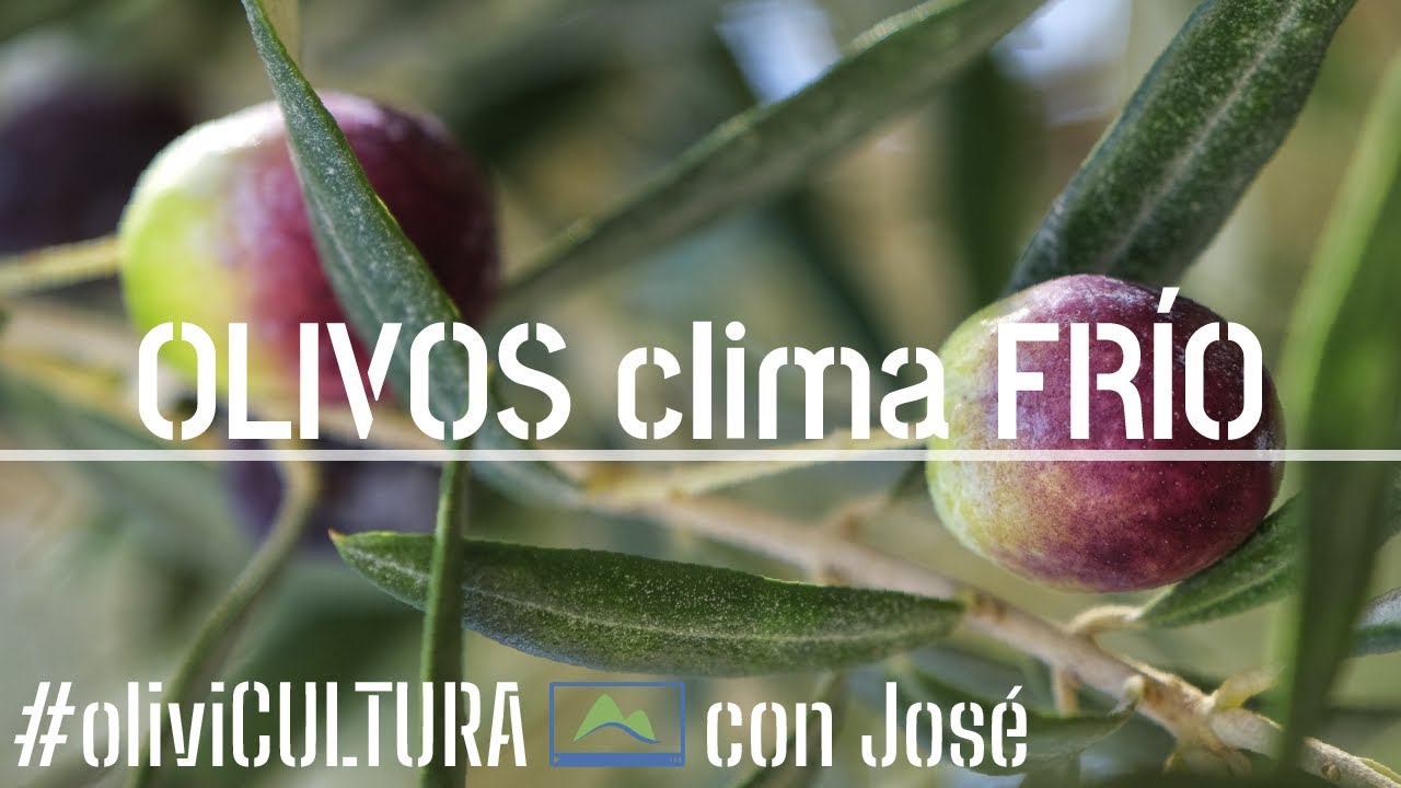 Consejos para elegir, 🌱 plantar y cuidar un OLIVO 🌳🫒 oliviCULTURA #LdN