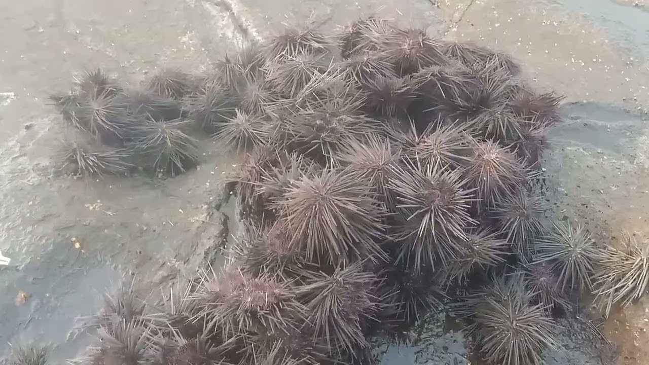 Kunkeshwar Beach..(black sea urchins)