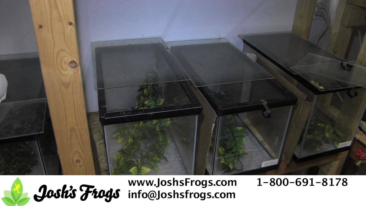 How to Take Care of Amazon Milk Frog Froglets