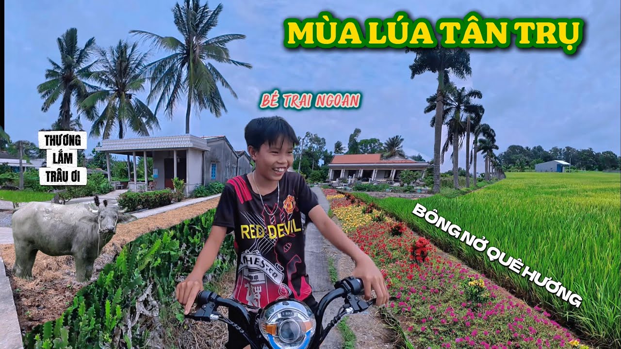 Lổ Trâu Ở Ruộng - ĐƯỜNG BÔNG 10 GIỜ , Về Tân Trụ Mùa Lúa Bình Yên Cuộc Sống Vùng Quê Mé Đường.