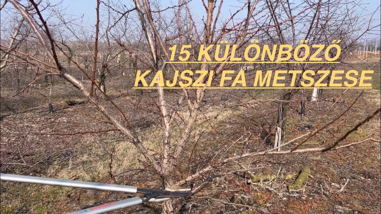 15 külonbözö kajszi metszese 2026