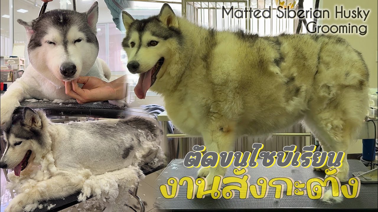 อาบน้ำตัดขนมาไซบีเรียน￼งานสังกะตัง ￼| Matted Siberian Husky Grooming🛁✂️🐶