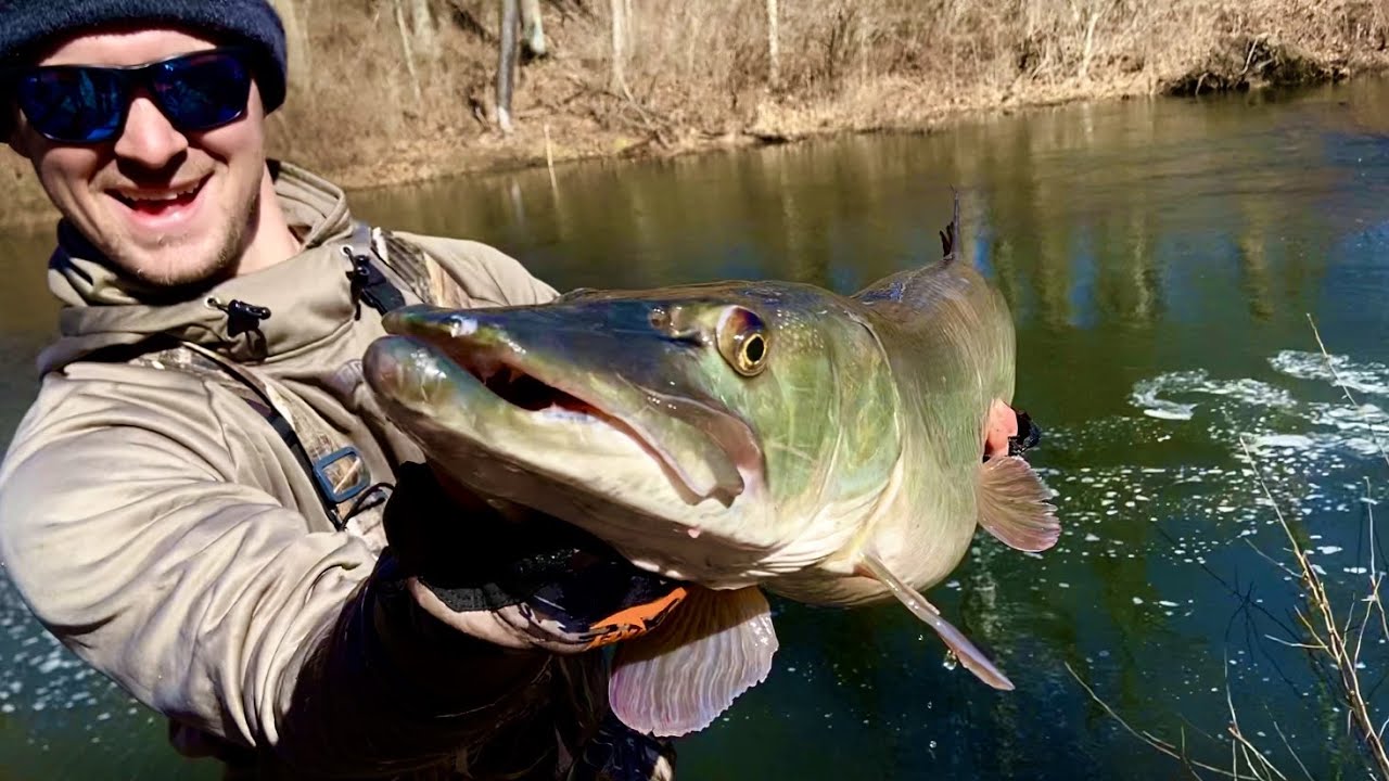 Bank Fishing MUSKIES in Late WINTER with GLIDE BAITS