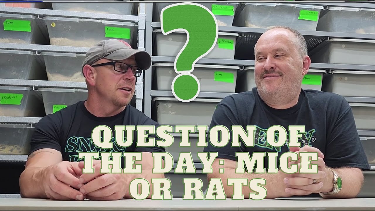 Mice or rats when feeding snakes?