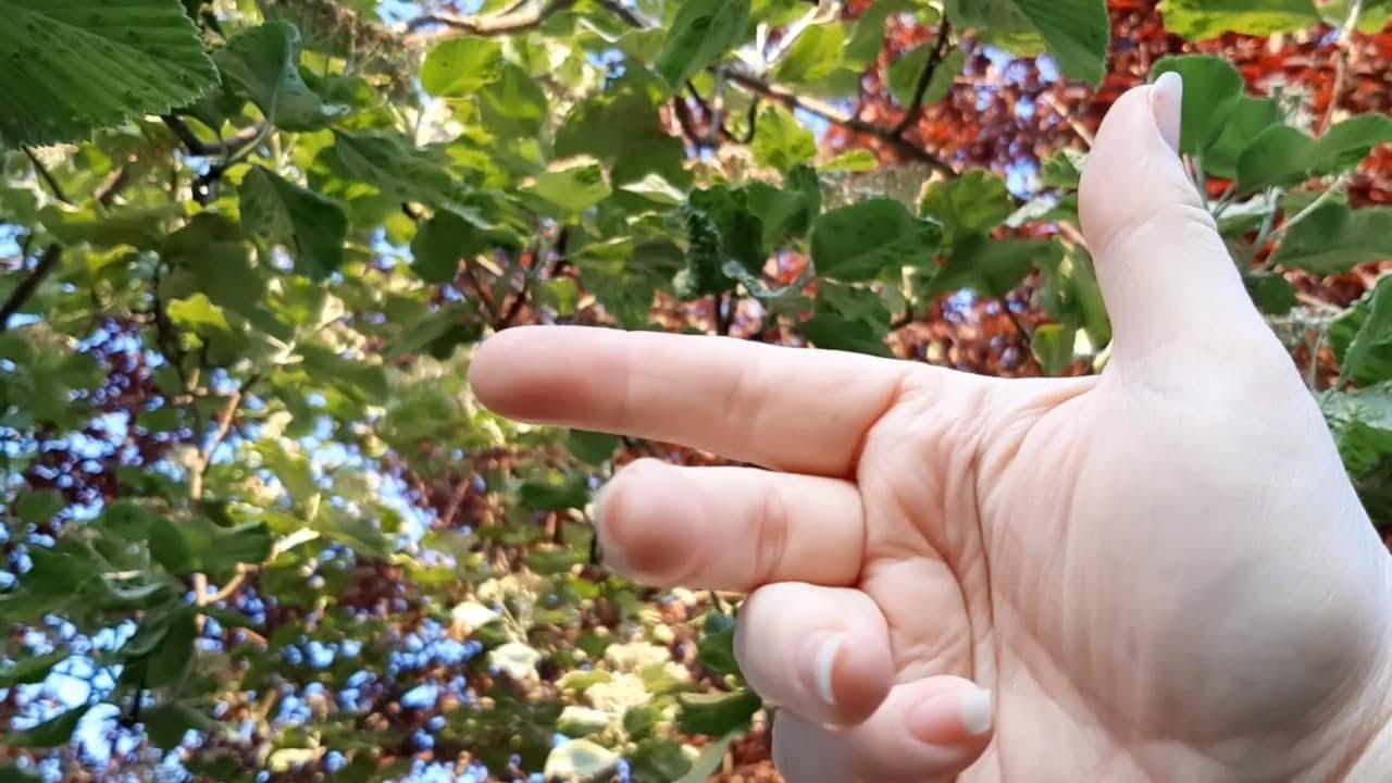 ASMR touching leaves with windchimes (only few whispered words)