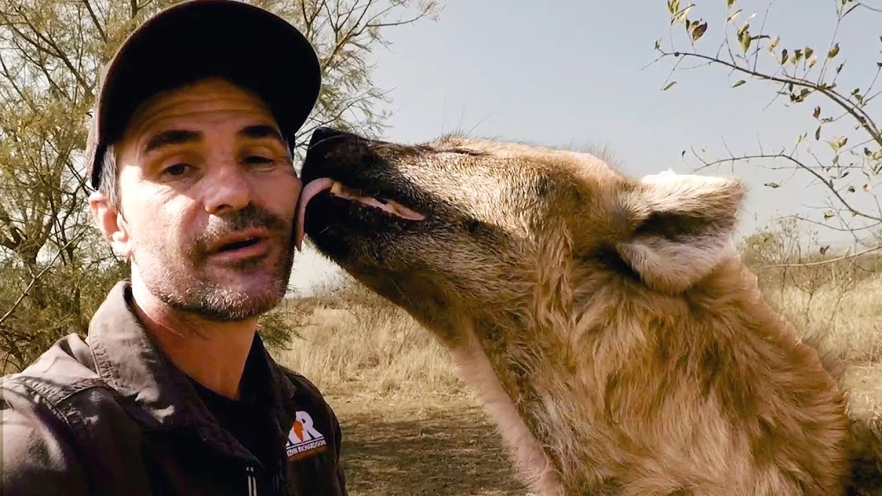 How Tough Are Hyenas? | The Lion Whisperer