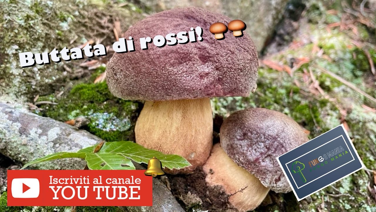 Buttata di Rossi! 🍄‍🟫🍄‍🟫 #porcini #mushroom #nature #porcini2025 