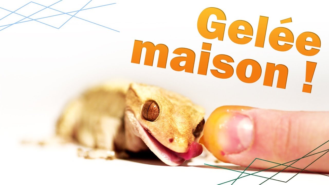 FAIRE de la GELÉE pour ses INSECTES et LÉZARDS !